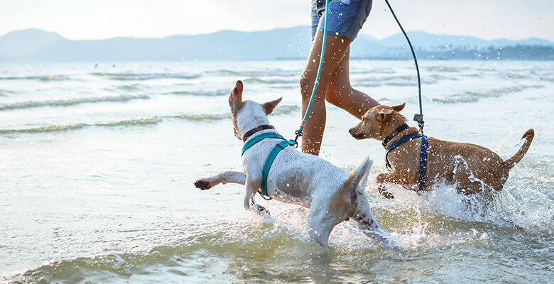海で飼い主とはしゃぐ犬2匹