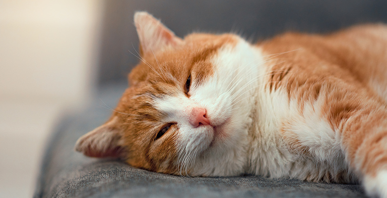 猫が横になって寝ている画像