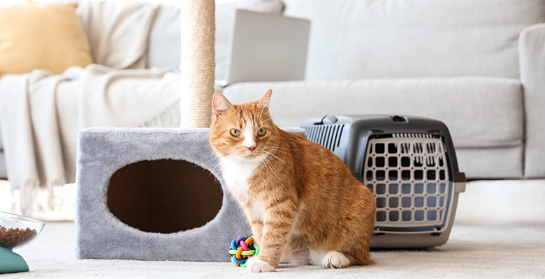 猫がキャットタワーの前で座っている画像
