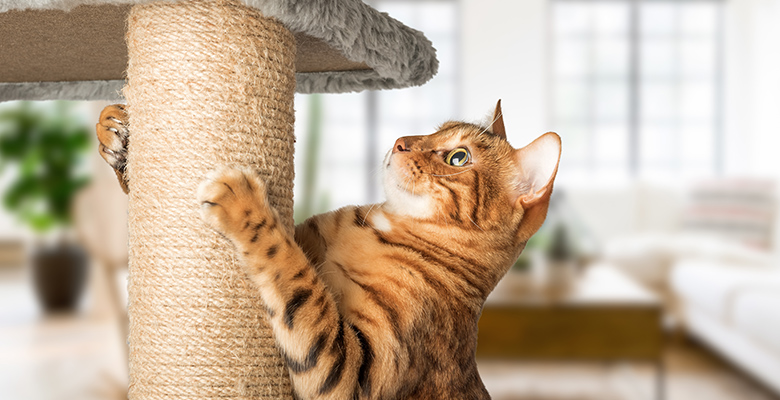 キャットタワーで爪とぎをしている猫の画像