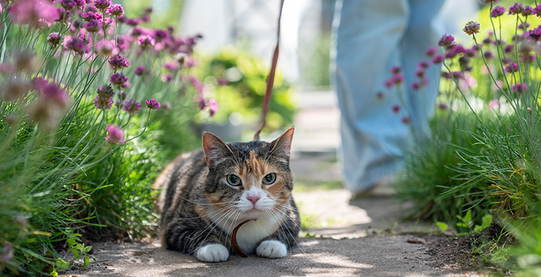 外でお散歩をする猫の画像
