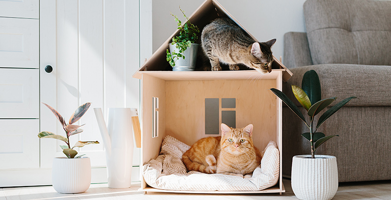 愛猫が喜ぶ！安心安全なおうち作りのコツ 話題のペット共生型マンションに住むメリットも解説