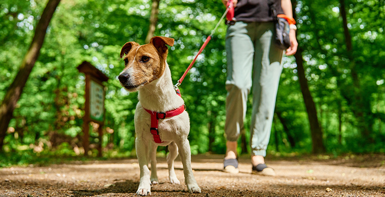 公園の中を散歩する犬