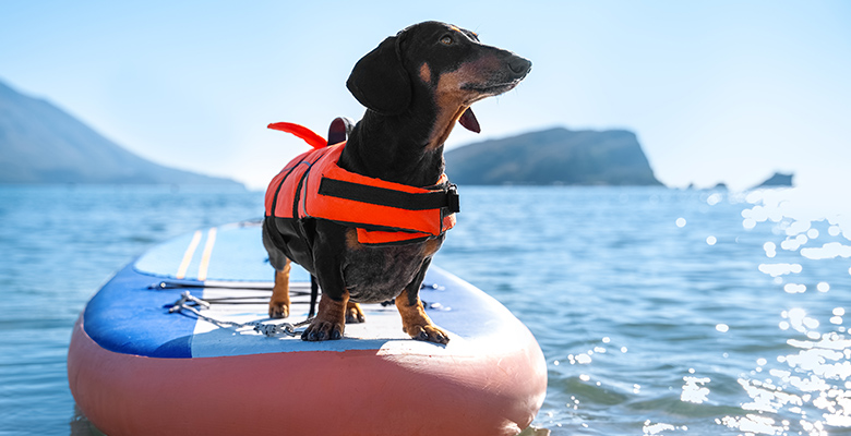 ボートに乗って水遊びを楽しむ犬
