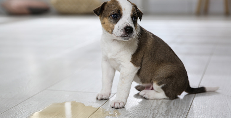 床におしっこをしてしまった子犬