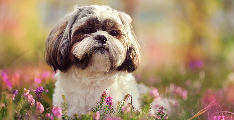 初心者にも飼いやすい？シーズーはどんな犬？夏から秋の換毛期のお手入れのポイント、お役立ちアイテムも