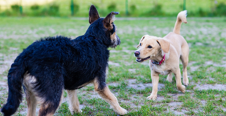 ケンカになりそうな犬２匹の画像