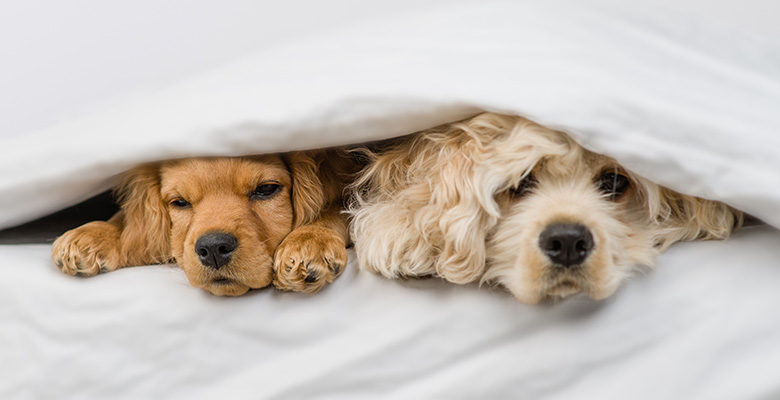 布団の中に入っている2匹のアメリカンコッカ―