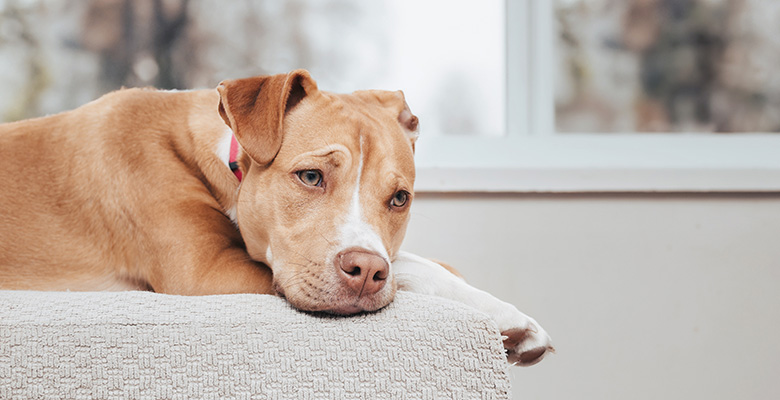 椅子の上で横になっている犬