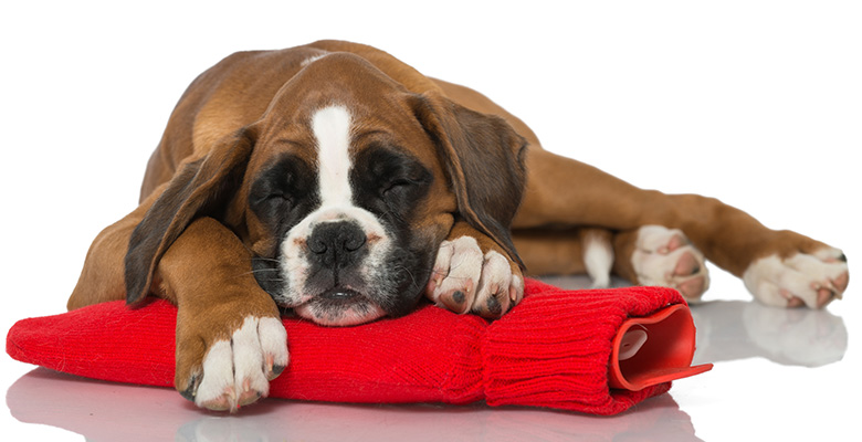 湯たんぽの上に頭をおいて横になっている犬