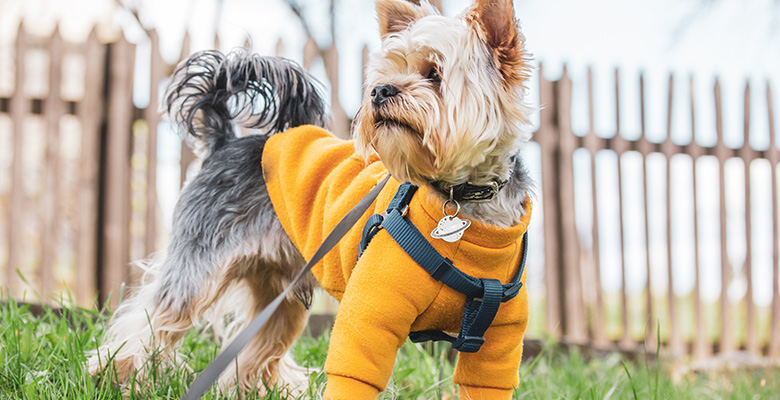 暖かい洋服を着てお散歩をしているヨークシャテリア