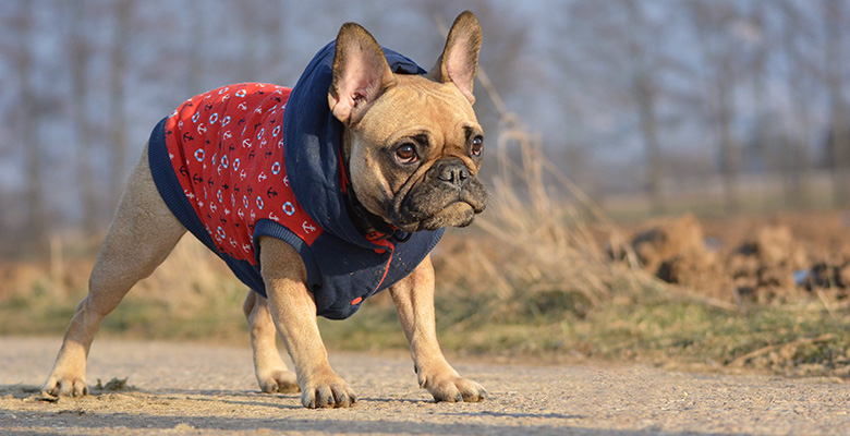 犬だって寒い！可愛いワンちゃんに我慢をさせない防寒アイテムと寒さ対策は？