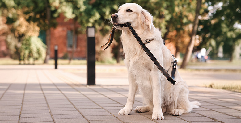 散歩中のゴールデンレトリーバー