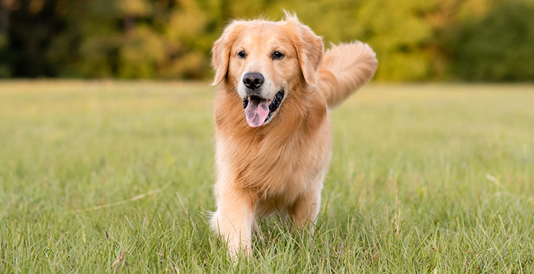 外の芝生ではしゃぐゴールデンレトリーバー