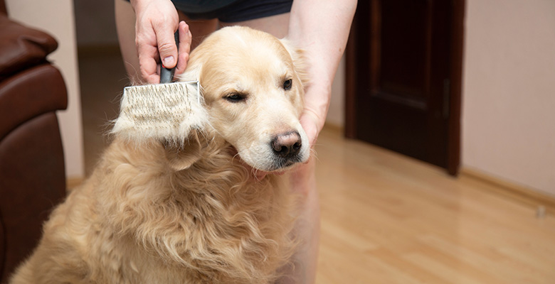 ブラッシング中のゴールデンレトリーバー？抜け毛対策は？