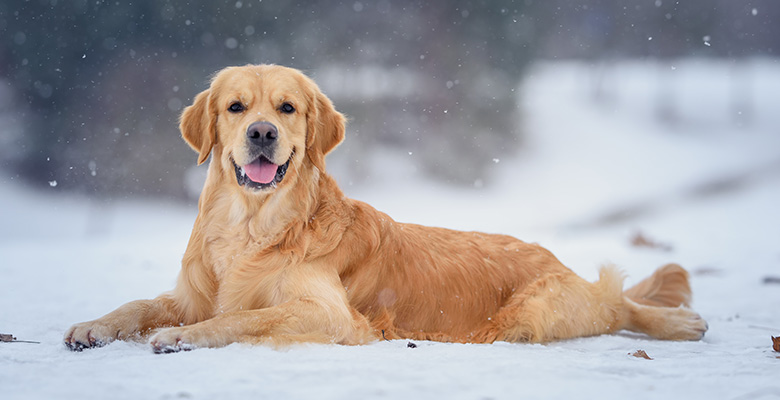 ゴールデンレトリーバーは初心者にも飼いやすい？冬におすすめの犬服＆おもちゃを紹介！
