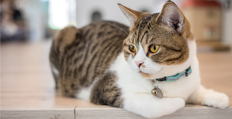 おうちで何かを眺めている猫
