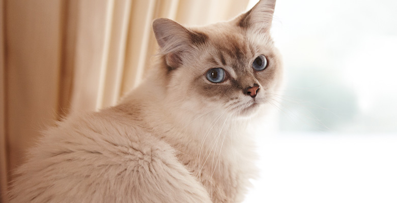 窓際で飼い主の方を振り向く猫