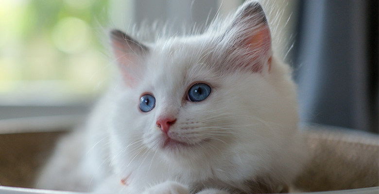 ベッドから顔を出すラグドールの子猫？抜け毛対策は？