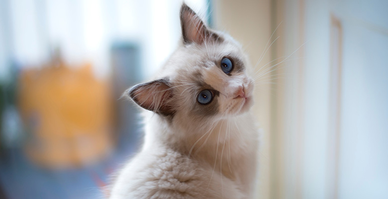 おうちの中で飼い主を見つめるラグドール