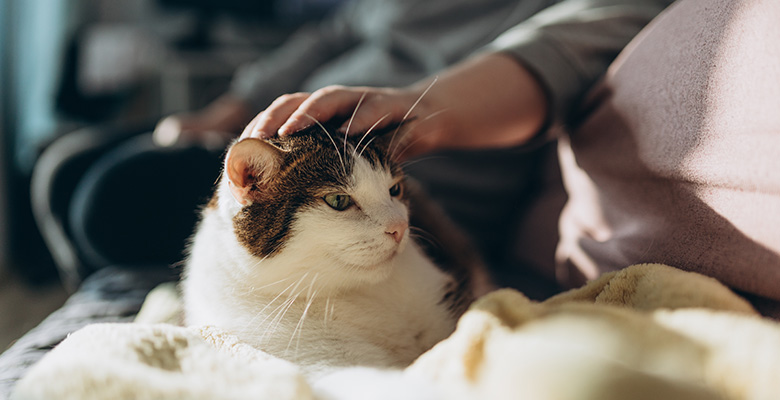飼い主に頭を撫でられている猫