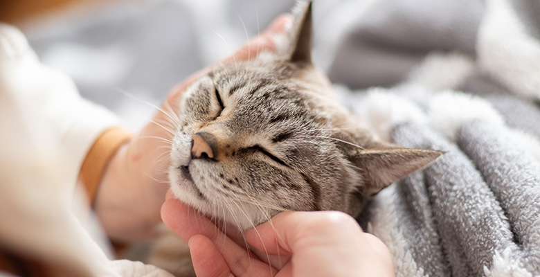 初心者でも飼いやすい猫は？一人暮らし・賃貸でも迎えやすい猫種＆選び方ガイド