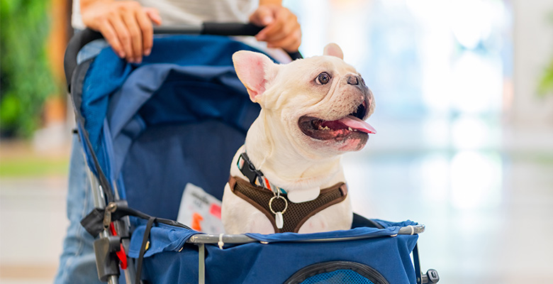 ショッピングモール内にてペットカートの中に入るフレンチブルドッグ