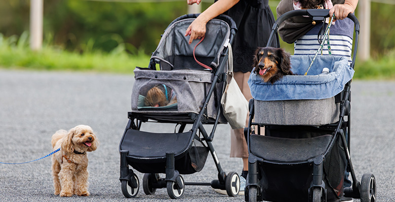 ペットカートで外を散歩するダックスフンドとトイプードル