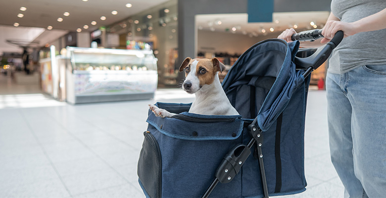 ショッピングモール内にてペットカートの中に入るジャックラッセルテリア