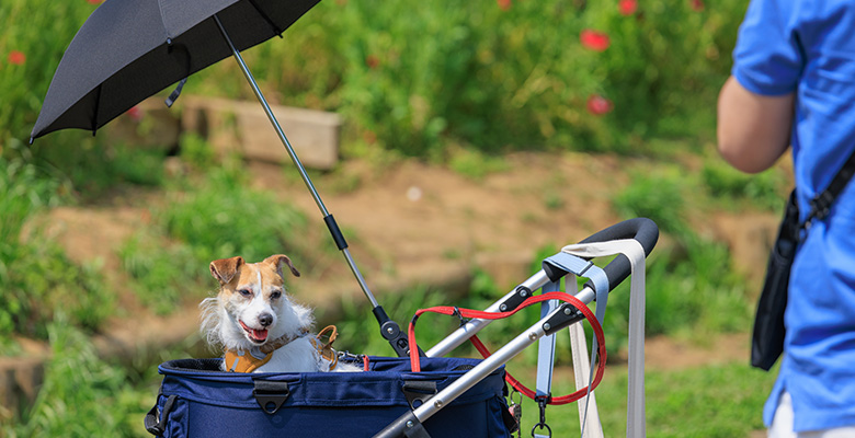 ペットカートに乗ってお出かけするジャックラッセルテリア