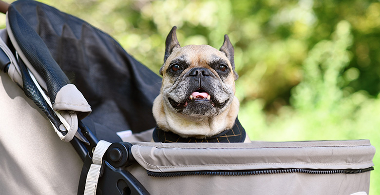 ペットカートで愛犬とのお出かけをもっと楽しく！カートデビューで気をつけたいこと、おすすめスポット！