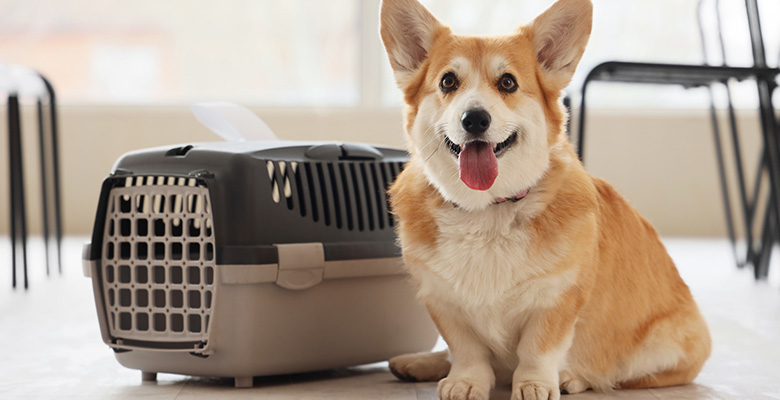 コーギーとペットクレートの画像