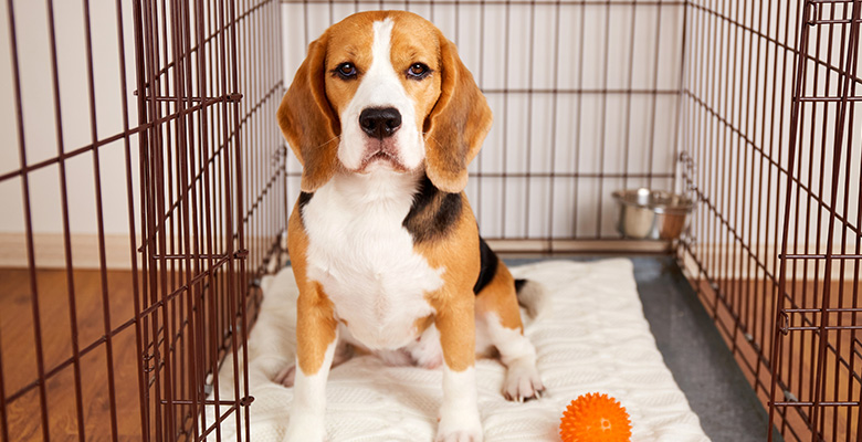 ゲージの中に入るビーグルの画像