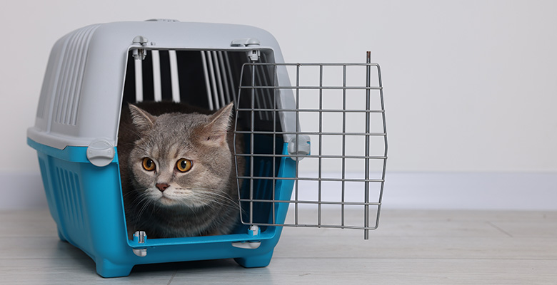 ペットクレートの中に入る猫画像