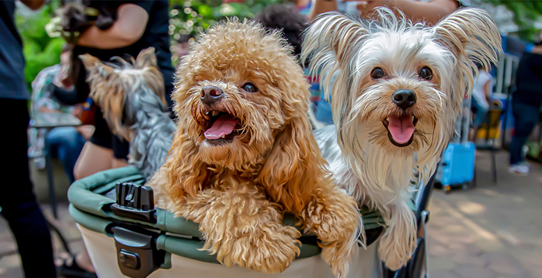 ペットカートで外を散歩するチワワとポメラニアン