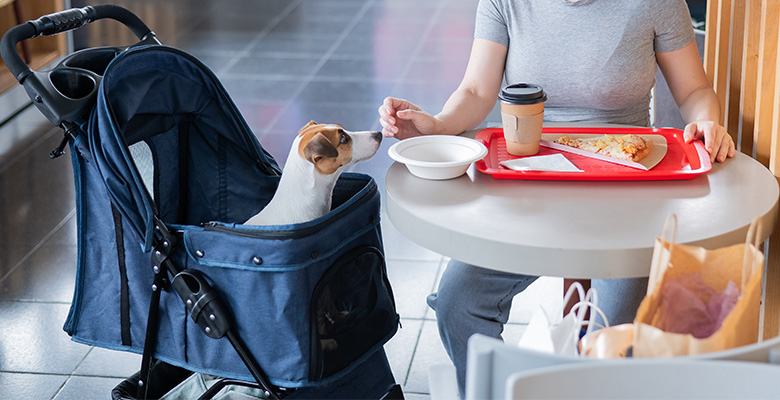 ペットカートの中で飼い主と一緒にカフェで過ごす犬