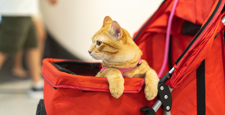 ペットカートで外をお散歩する猫