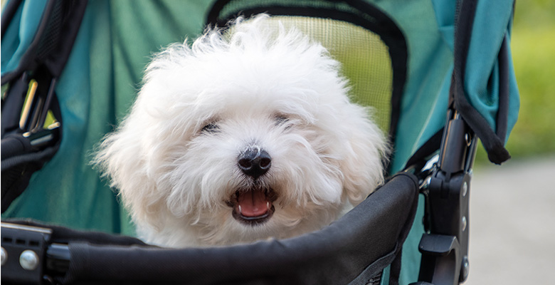 ペットカートで外をお散歩する白いマルプー