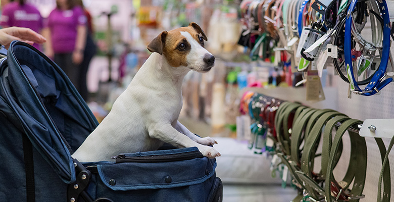 ペットカートで買い物にいくジャックラッセルテリア