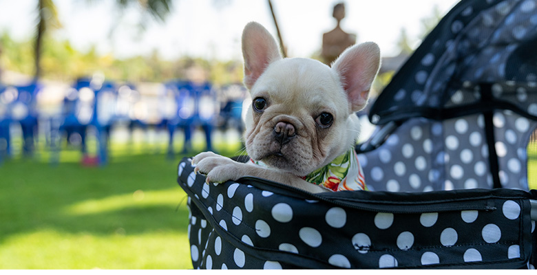 ペットカートで外をお散歩するフレンチブルドッグ