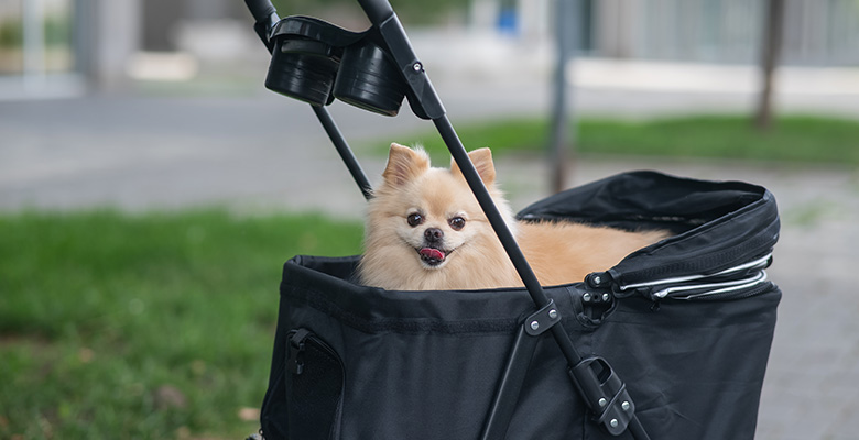 ペットカートは暑さ対策にも便利！犬・猫の夏のお散歩・お出かけに役立つ活用法