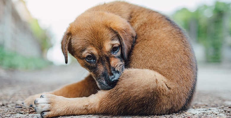 かゆがる子犬が皮膚を掻こうとしている画像