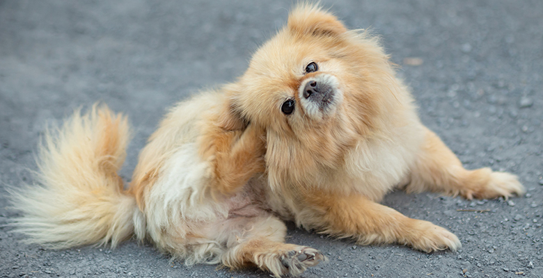 梅雨から秋のノミ・ダニ対策：愛犬とのお散歩で気をつけることは？Caluluの犬服と虫よけグッズをご紹介！
