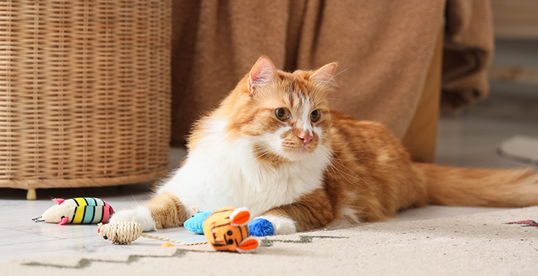 おもちゃで遊んだ後くつろいでいる猫