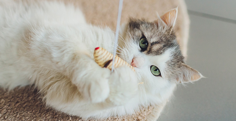 猫の遊び時間は足りてる？ひとり時間もふれあい時間も満たすおもちゃ選びのコツ