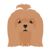 ヨークシャテリア