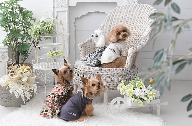 LAURAASHLEY（ローラ アシュレイ）