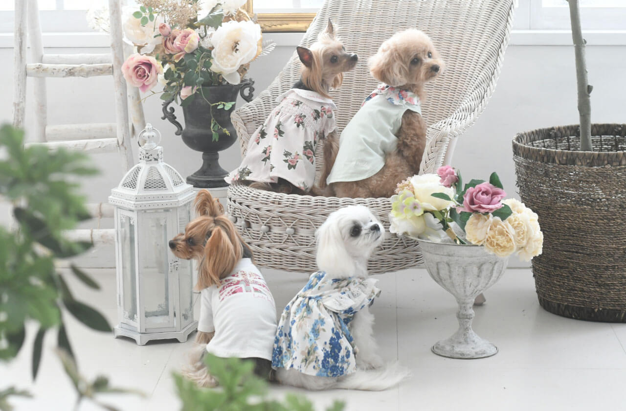 LAURAASHLEY（ローラ アシュレイ）