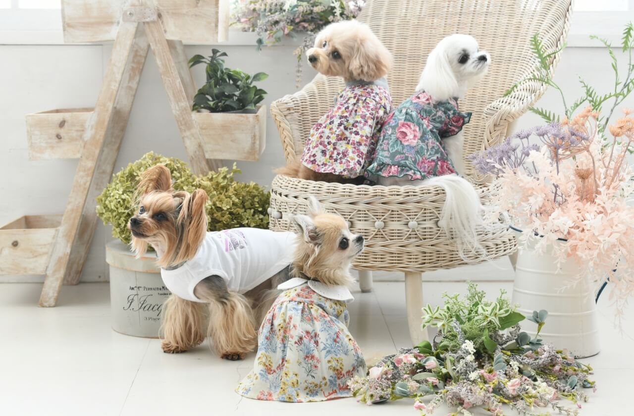 LAURAASHLEY（ローラ アシュレイ）