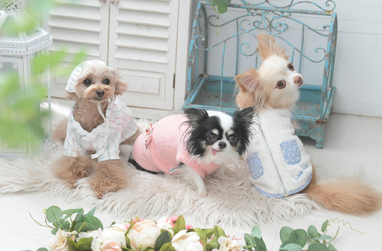 LAURAASHLEY(ローラ アシュレイ)
